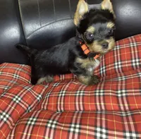 Orange, a male Yorkshire Terrier for sale in Madisonville, TN – Photo 6 of 8