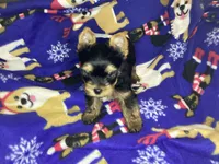 Orange, a male Yorkshire Terrier for sale in Madisonville, TN – Photo 3 of 8