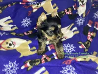 Orange, a male Yorkshire Terrier for sale in Madisonville, TN – Photo 2 of 8