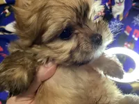 Golden , a male Yorkshire Terrier for sale in Madisonville, TN – Photo 10 of 10