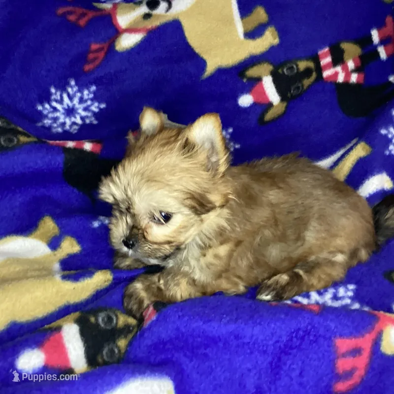 Golden , a male Yorkshire Terrier for sale in Madisonville, TN – Photo 1 of 10