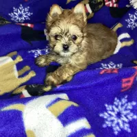 Golden , a male Yorkshire Terrier for sale in Madisonville, TN – Photo 2 of 10