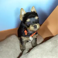 Orange, a male Yorkshire Terrier for sale in Madisonville, TN – Photo 5 of 8