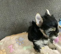 Traditional , a male Yorkshire Terrier for sale in Madisonville, TN – 4 of 7