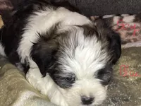 Boy blue, a male Shorkie for sale in Madisonville, TN – 7 of 8