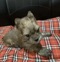 Golden , a male Yorkshire Terrier for sale in Madisonville, TN – Photo 4 of 10