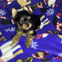Maverick , a male Yorkshire Terrier for sale in Madisonville, TN – 2 of 10