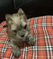 Golden , a male Yorkshire Terrier for sale in Madisonville, TN – Photo 8 of 10