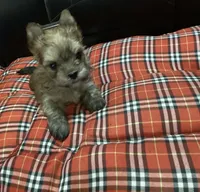 Golden , a male Yorkshire Terrier for sale in Madisonville, TN – Photo 9 of 10