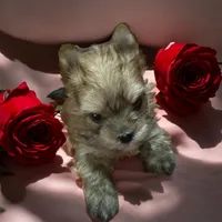 Golden , a male Yorkshire Terrier for sale in Madisonville, TN – Photo 7 of 10