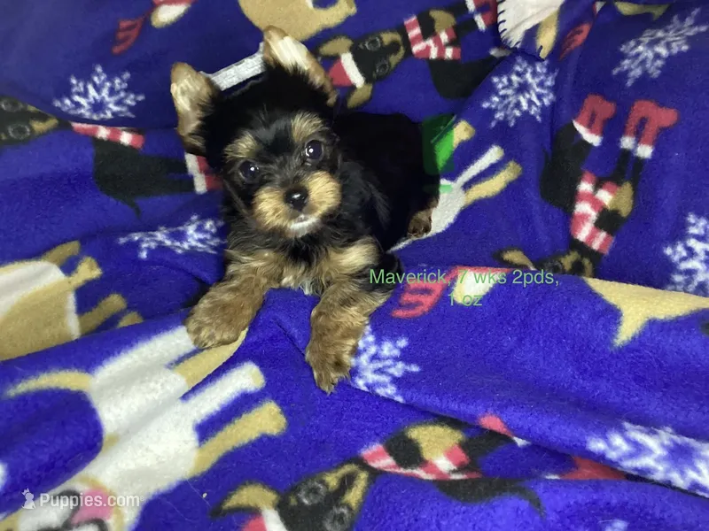 Maverick , a male Yorkshire Terrier for sale in Madisonville, TN – Photo 1 of 10