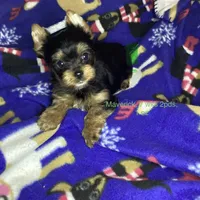 Maverick , a male Yorkshire Terrier for sale in Madisonville, TN – 1 of 10