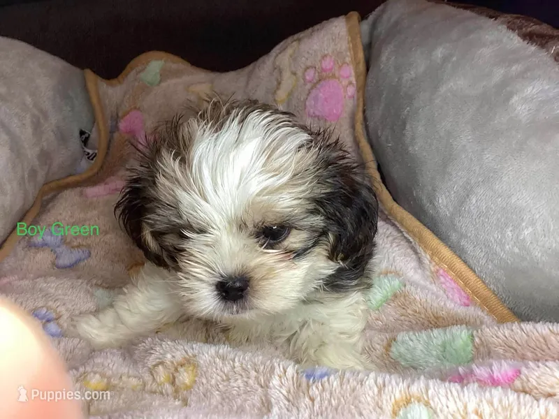 Boy Green  – Shorkie puppy for sale in Madisonville, TN