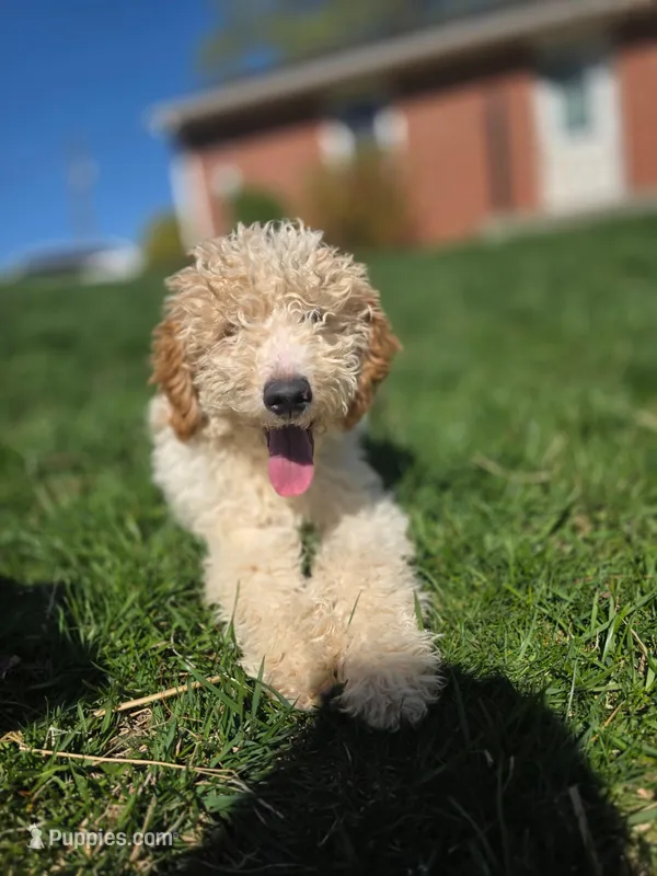 Calypso – Miniature Goldendoodle puppy for sale in Nottingham, PA