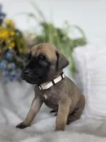 Charity , a female English Mastiff for sale in Nottingham, PA – 4 of 5