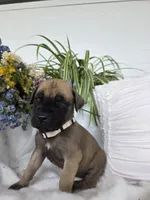 Charity , a female English Mastiff for sale in Nottingham, PA – 2 of 5