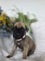 Charity , a female English Mastiff for sale in Nottingham, PA – 5 of 5