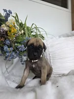 Charity , a female English Mastiff for sale in Nottingham, PA – 3 of 5