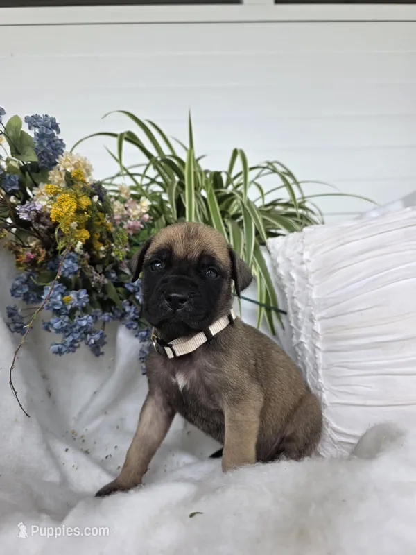 Charity  – English Mastiff puppy for sale in Nottingham, PA