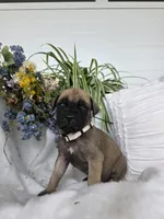 Charity , a female English Mastiff for sale in Nottingham, PA – 1 of 5