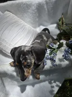 Iris, a female Miniature Dachshund for sale in Nottingham, PA – Photo 4 of 5