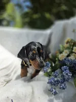 Sunny, a female Miniature Dachshund for sale in Nottingham, PA – 3 of 4