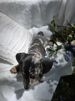 Iris, a female Miniature Dachshund for sale in Nottingham, PA – Photo 2 of 5