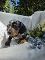 Sunny, a female Miniature Dachshund for sale in Nottingham, PA – 2 of 4