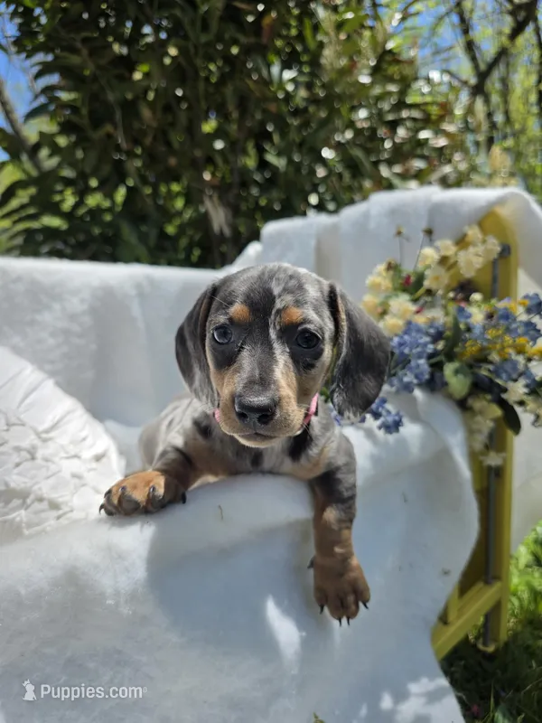 Iris – Miniature Dachshund puppy for sale in Nottingham, PA