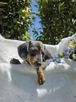 Iris, a female Miniature Dachshund for sale in Nottingham, PA – Photo 5 of 5