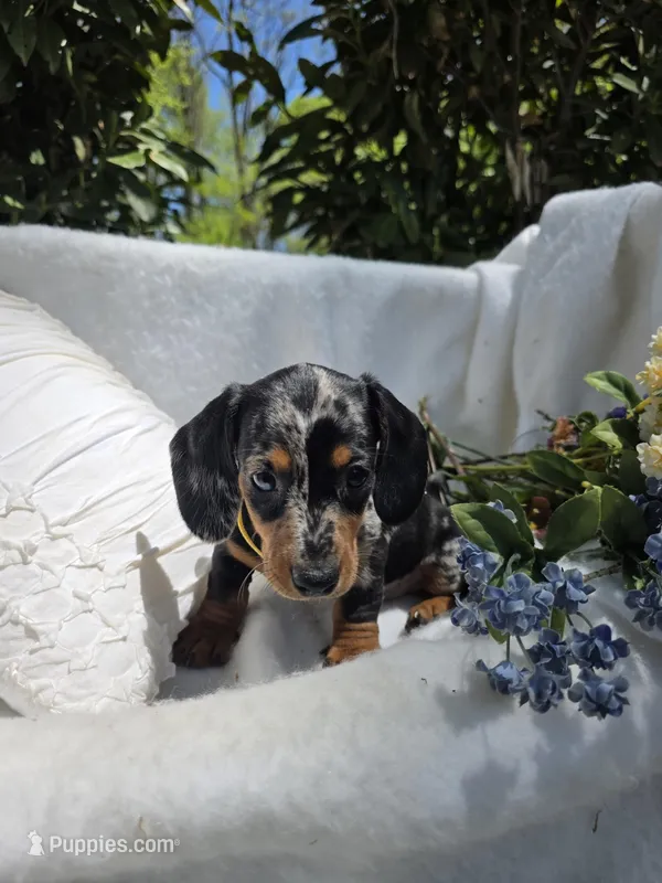 Sunny – Miniature Dachshund puppy for sale in Nottingham, PA