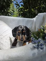 Sunny, a female Miniature Dachshund for sale in Nottingham, PA – 1 of 4