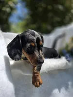 Sunny, a female Miniature Dachshund for sale in Nottingham, PA – 4 of 4