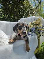 Iris, a female Miniature Dachshund for sale in Nottingham, PA – Photo 3 of 5