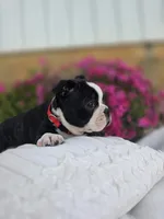 Bruno, a male Boston Terrier for sale in Nottingham, PA – 6 of 6