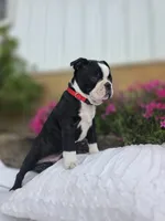 Bruno, a male Boston Terrier for sale in Nottingham, PA – 5 of 6