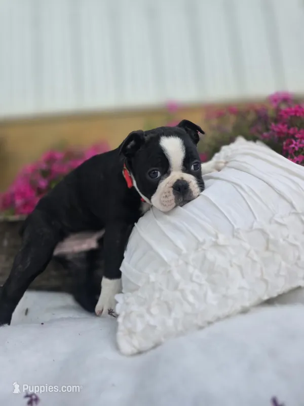 Bruno – Boston Terrier puppy for sale in Nottingham, PA