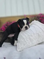 Bruno, a male Boston Terrier for sale in Nottingham, PA – 1 of 6