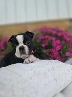 Bruno, a male Boston Terrier for sale in Nottingham, PA – 2 of 6