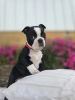 Bruno, a male Boston Terrier for sale in Nottingham, PA – 3 of 6