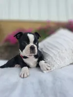 Bruno, a male Boston Terrier for sale in Nottingham, PA – 4 of 6