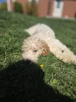 Calypso, a male Miniature Goldendoodle for sale in Nottingham, PA – Photo 3 of 3