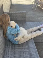 Calypso, a male Miniature Goldendoodle for sale in Nottingham, PA – Photo 2 of 3