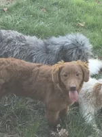 Copper, a male Miniature Goldendoodle for sale in Smyrna, DE – Photo 2 of 2