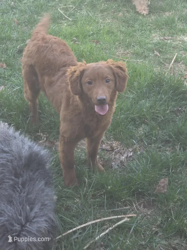 Copper, a male Miniature Goldendoodle for sale in Smyrna, DE – Photo 1 of 2