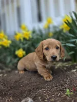 Hero, a male Miniature Dachshund for sale in Smyrna, DE – Photo 5 of 6
