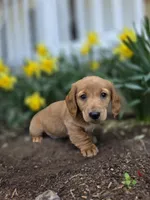 Hero, a male Miniature Dachshund for sale in Smyrna, DE – Photo 1 of 6