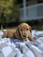 Hero, a male Miniature Dachshund for sale in Smyrna, DE – Photo 2 of 6