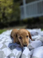 Hero, a male Miniature Dachshund for sale in Smyrna, DE – Photo 3 of 6