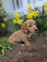 Hero, a male Miniature Dachshund for sale in Smyrna, DE – Photo 6 of 6